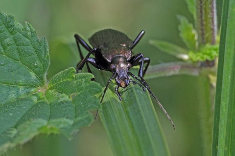Ground beetle