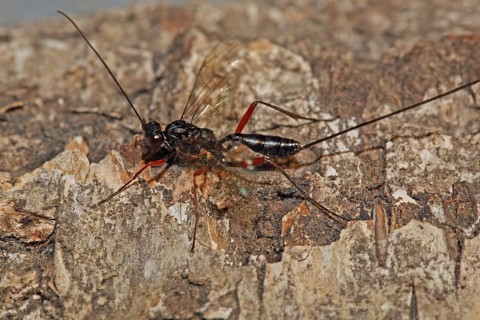 Ichneumon wasp