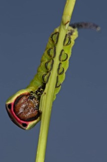 Greater fork tail