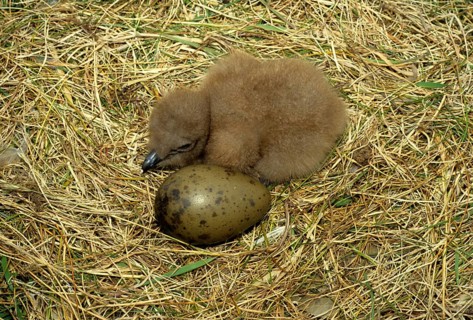 Great Skua
