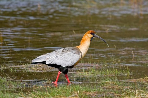 Buff-necked Ibis
