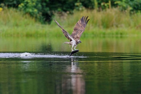 Western osprey