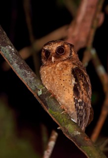 Reddish Owl