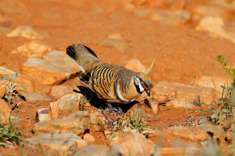 Spinifex Pigeon
