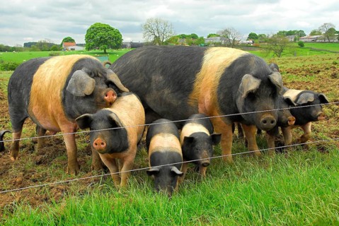 Domestic Pig