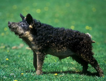 Domestic pig