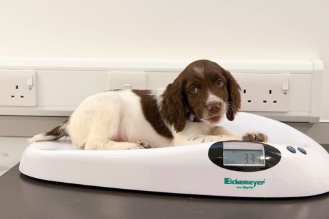 Domestic dog