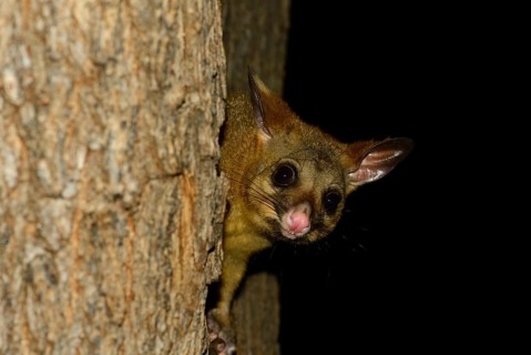 Common Brushtail Possum