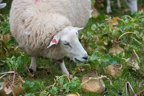 Domestic sheep