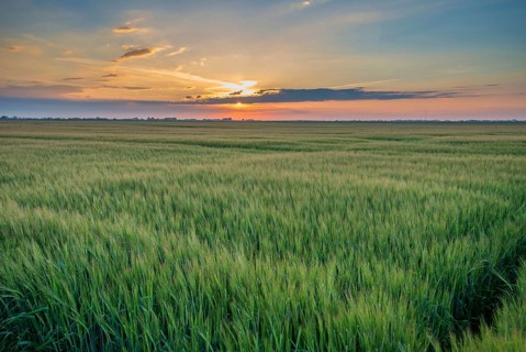 Barley