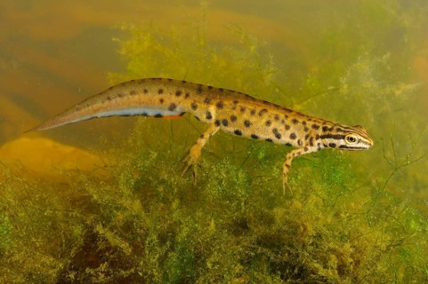 Smooth Newt