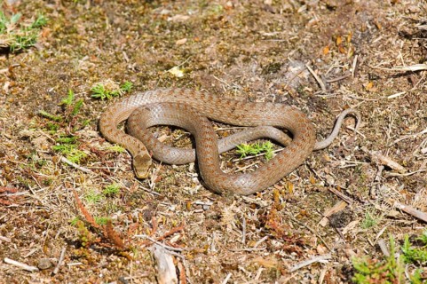 Smooth snake