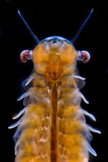 Fairy Shrimp
