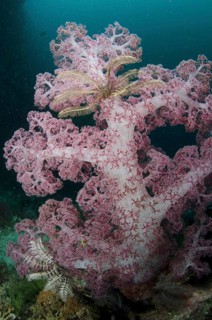 Purple Glomerate Tree Coral