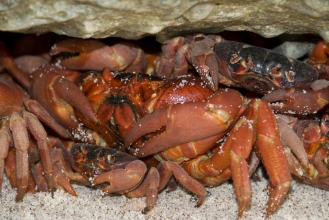 Christmas island red crab