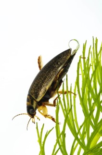Adult diving beetle