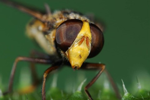 Forest hoverfly