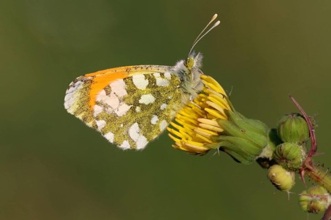 Green's pierid
