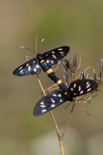 Syntomis phegea