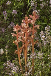 Thyme broomrape flowering