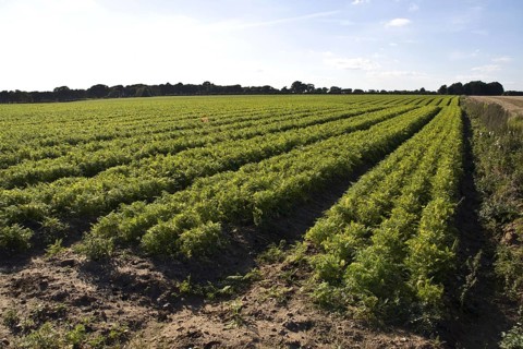 Field of carrots