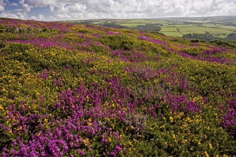 Flowering bell heather