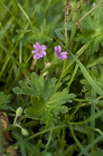 Dove's-foot cranesbill