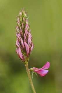 Sainfoin
