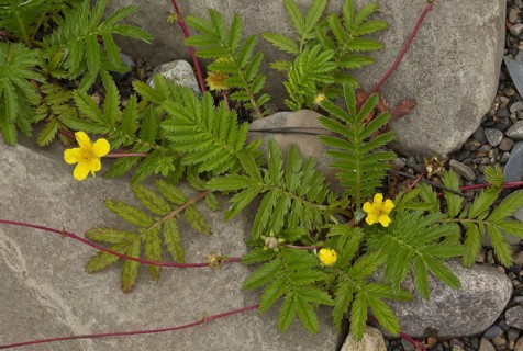 Common Silverweed