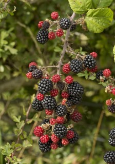 Bramble