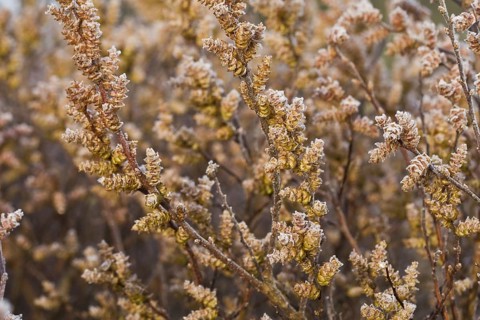 Frost-flowering crab myrtle