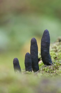 Fruiting bodies of death's finger