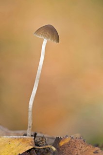 Red-edge Brittlestem
