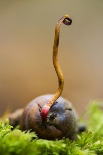 Gooseneck barnacle