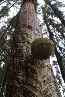 Caribbean pine