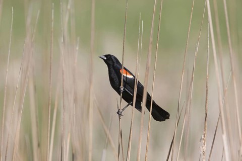 Red-winged Blackbird