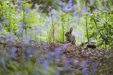 European Rabbit