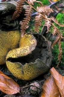 Common earthball fungus