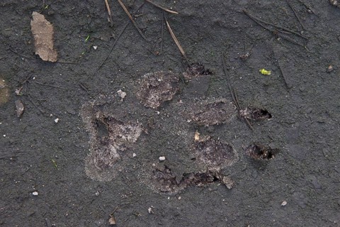 Close up of gray wolf