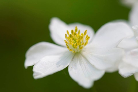 (Anemone narcissiflora)
