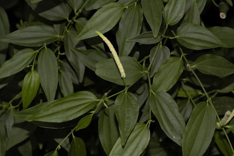 Amalago pepper