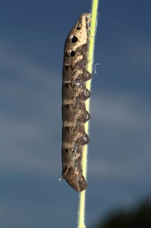 Elephant hawk-moth