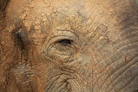 Sri lankan elephant