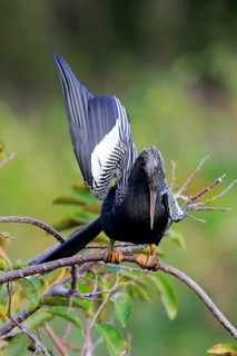 Anhinga