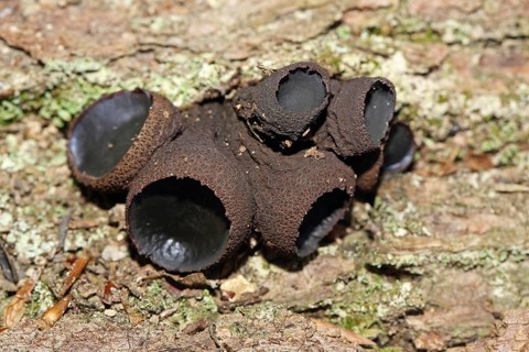 Common Dirt Cups