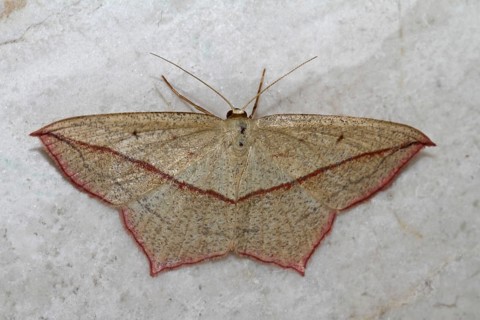 Dock moth