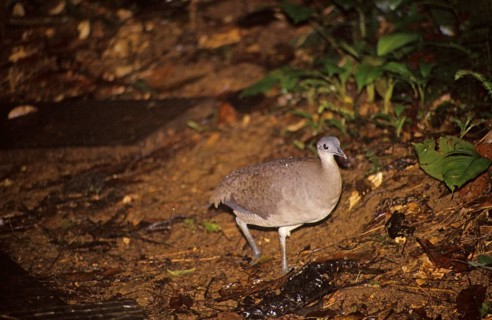 Great Tinamou