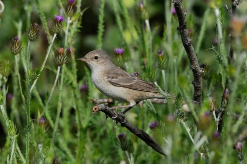 Barred warbler