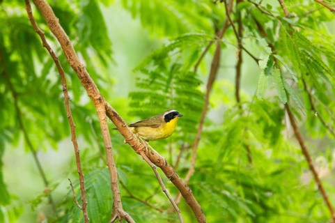 Common Yellowthroat