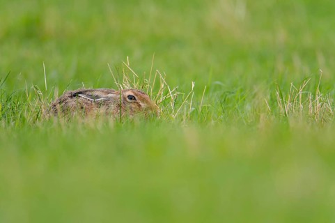 European hare